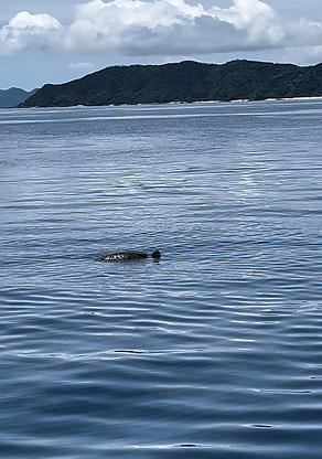 前島の南側にいたウミガメの写真